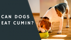 Can Dogs Eat Cumin