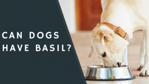 Can dogs have basil