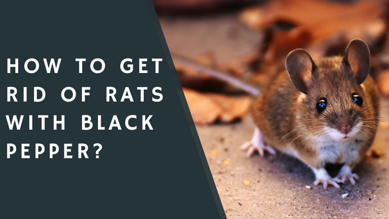 How to Get Rid of Rats with Black Pepper?