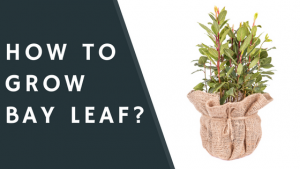 How to Grow Bay Leaf