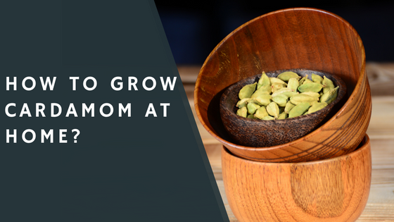 How to grow cardamom at home?