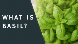 What is Basil