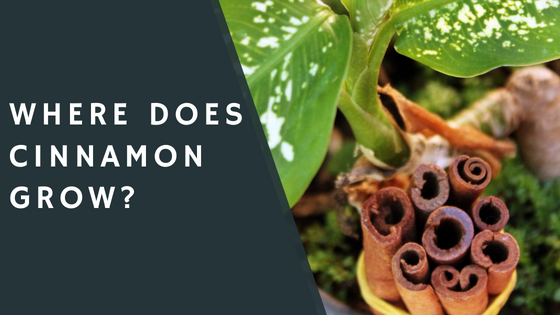 Where Does Cinnamon Grow?