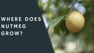 Where Does Nutmeg Grow?