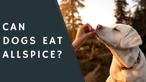 Can Dogs Eat Allspice