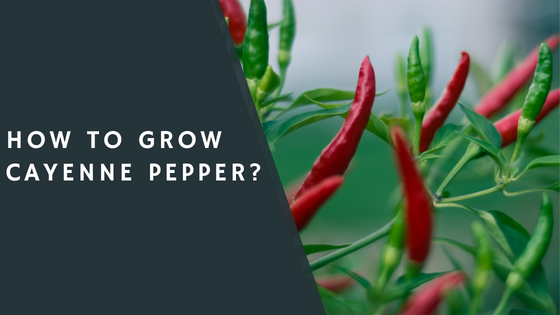 How to Grow Cayenne Pepper?