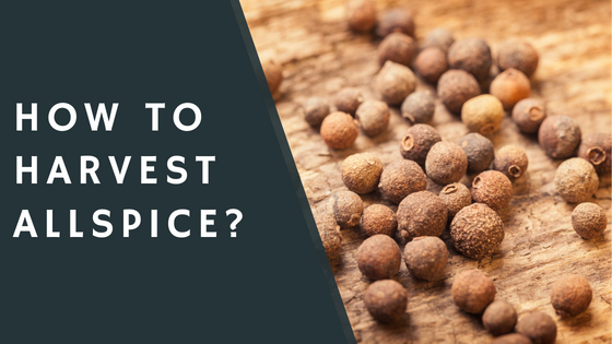 How to Harvest Allspice?