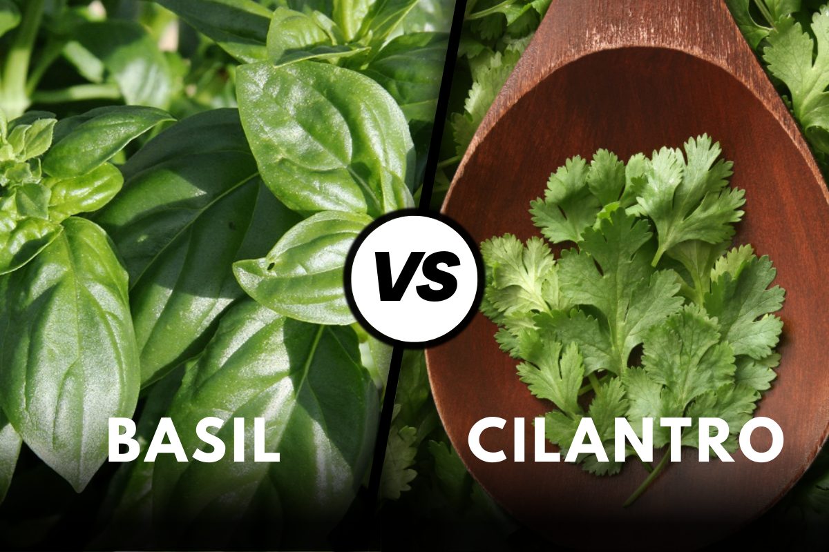 Basil vs Cilantro