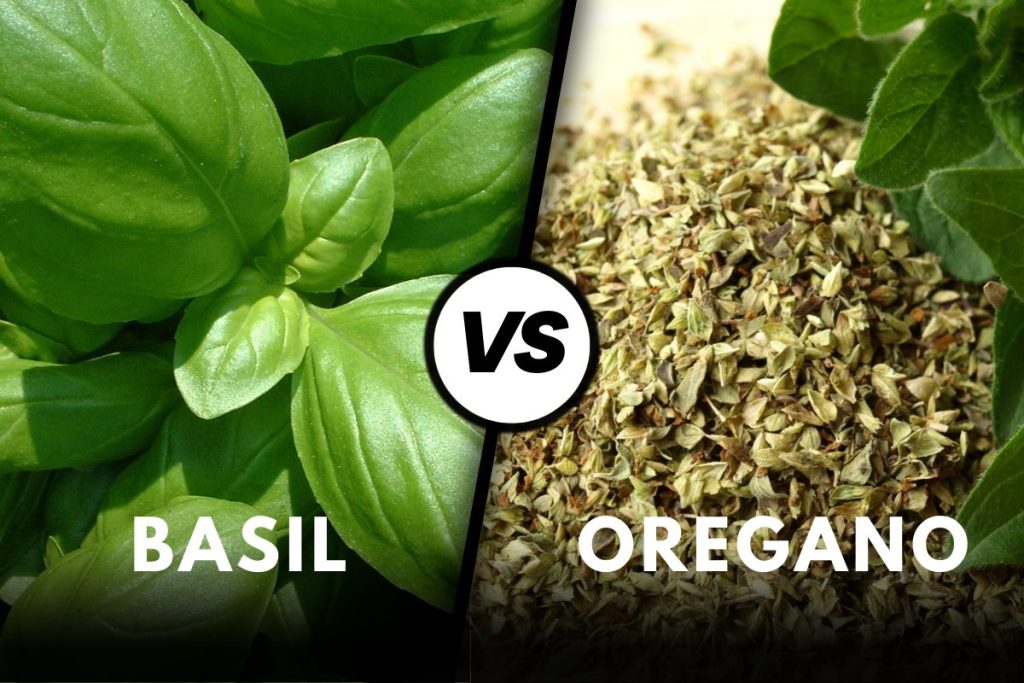 Holy Basil Vs Italian Basil Which Is Better? CondimentBucket