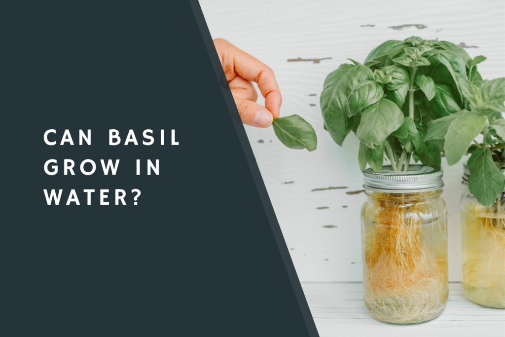 Can Basil Grow in Water?