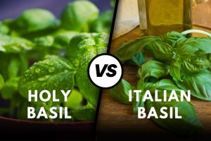 Holy Basil vs Italian Basil