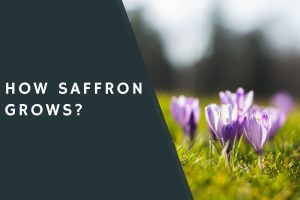 How Saffron Grows?