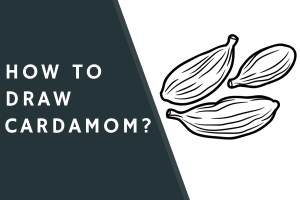 How to Draw Cardamom?
