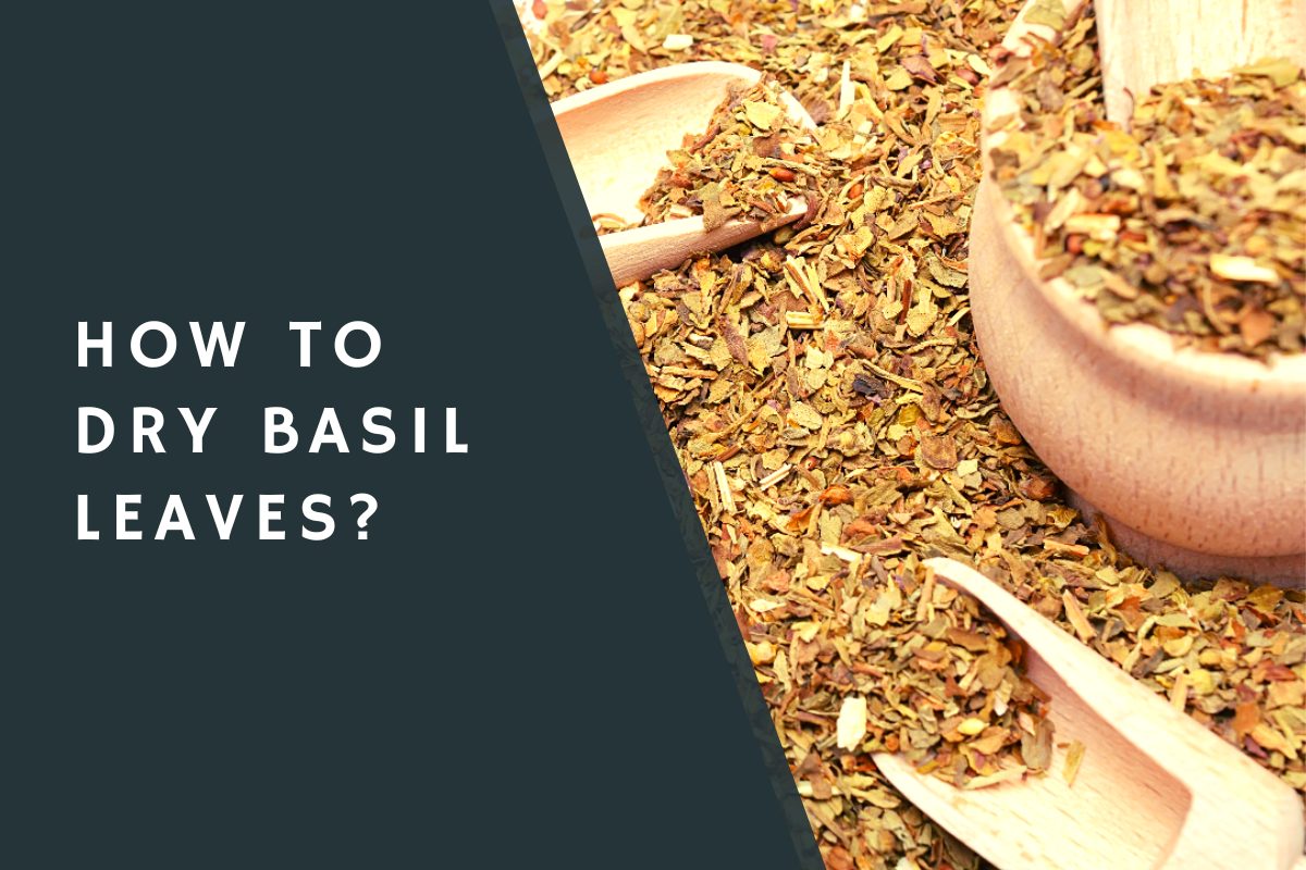 How to Dry Basil Leaves?