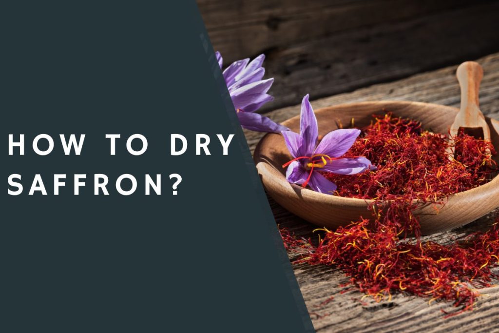 How to Dry Saffron?