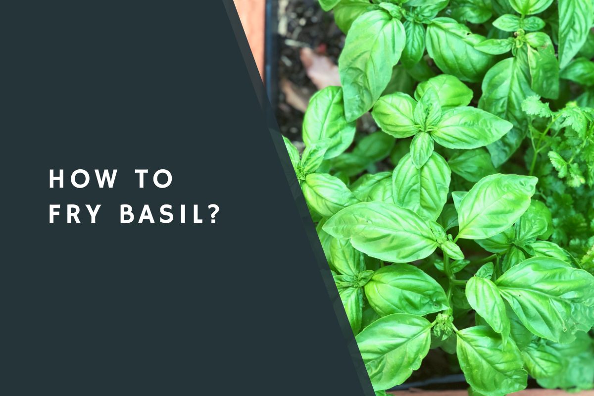 How to Fry Basil?