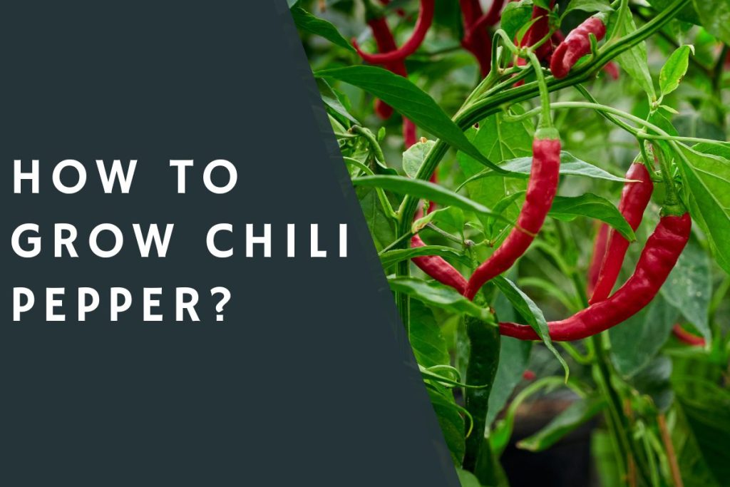 How to Grow Chili Pepper?