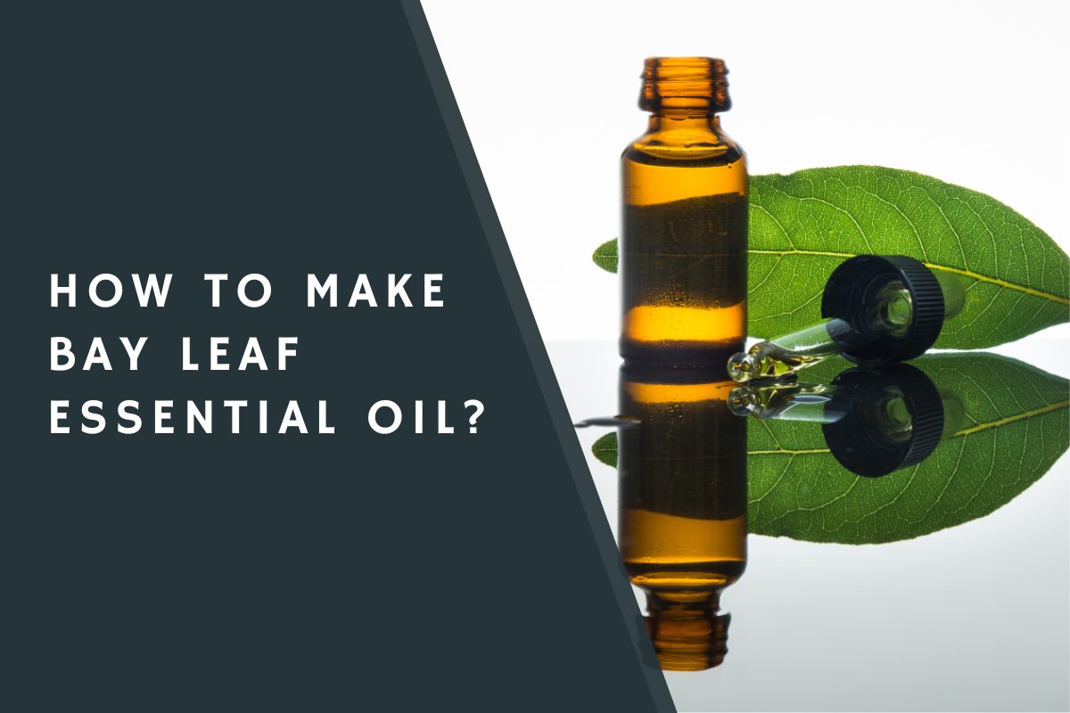 How to Make Bay Leaf Essential Oil?