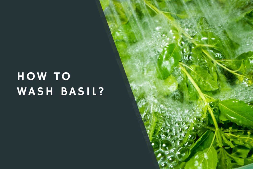 How to Wash Basil?