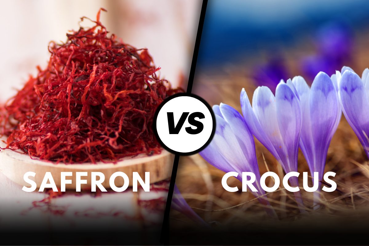 Saffron vs Crocus