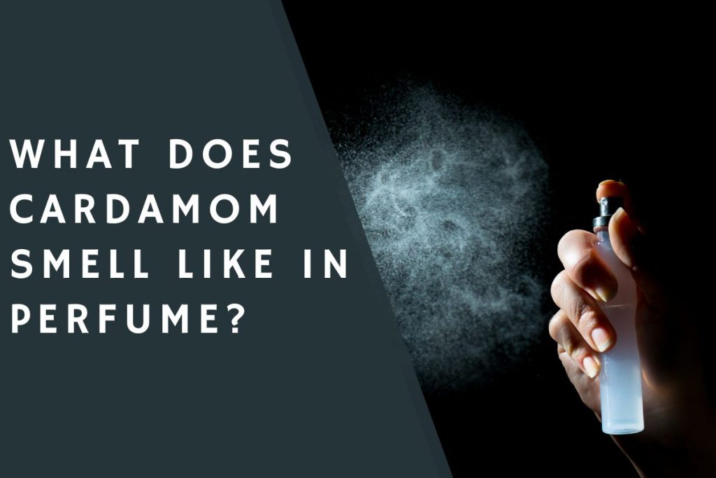 What Does Cardamom Smell like in Perfume?