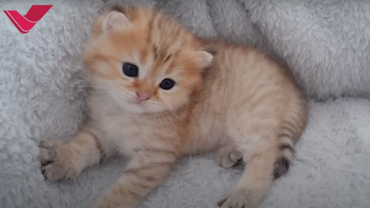 cutelilkitty8